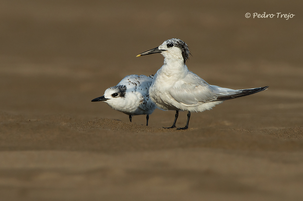 Charran patinegro (Sterna sandvicensis)